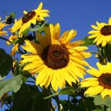 91 Bergerhof Sommer