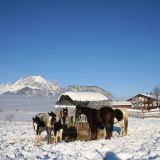 114 Bergerhof Winter